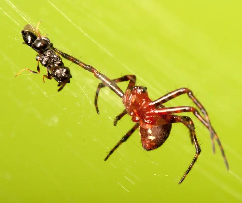 Spider attacking prey on web symbolizing online scammer manipulation and victim vulnerability