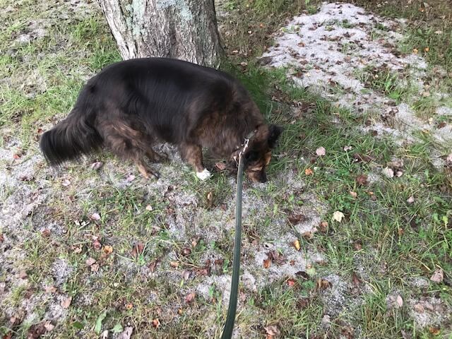 Pet Lifestyle changing