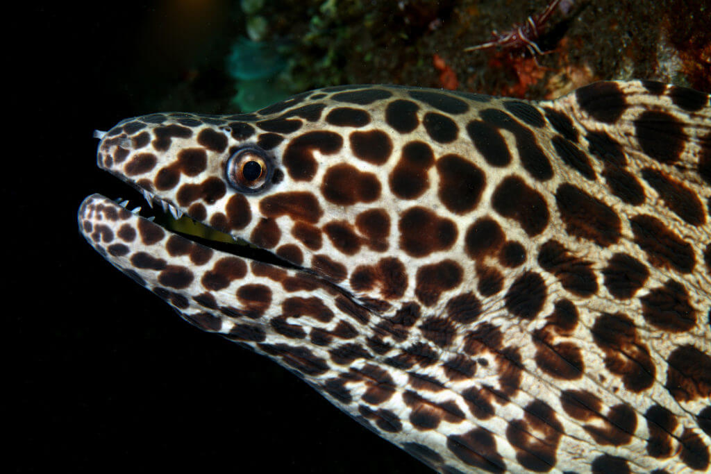 Morena Leopardo