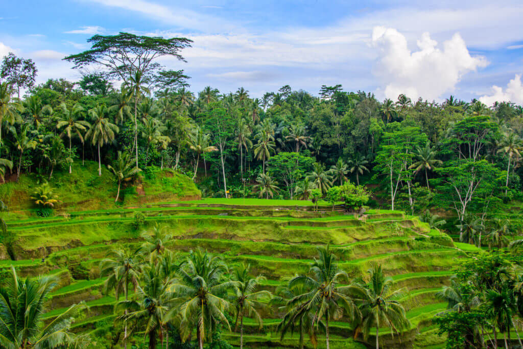 Ubud Rice Terraces